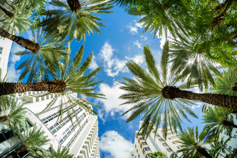 Beautiful palm trees of UM campus